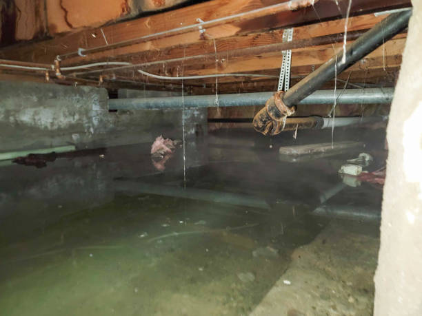 Best Basement water damage restoration  in Auburn, KS
