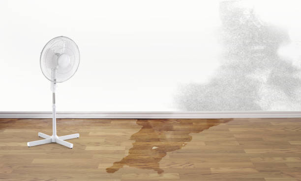 Best Ceiling water damage repair  in Auburn, KS